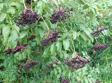 Elderberry Seedling Image