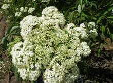'York' Elderberry Layer Image