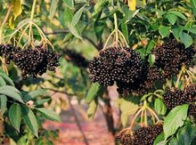 'Kent' Elderberry Layer Image