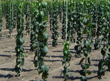 7 ft Fiberglass Stakes Image