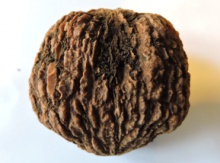 Potsdam Black Walnut Seedling Image