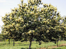 'Yo Ma' Chestnut Graft Image