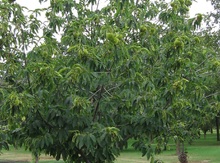 'Ok Quang' Chestnut Graft Image