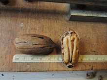 'Dejay' Pecan Graft Image