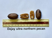 'Dejay' Pecan Graft Image