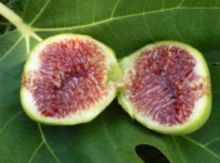 'Desert King' Fig Layer Image
