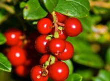 'Regal' Lingonberry Image