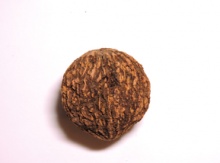 Minnesota Black Walnut Seedling Image
