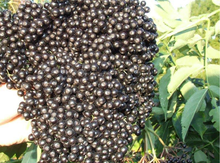 'Johns' Elderberry Layer Image