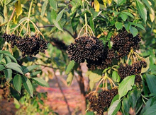 'Ranch' Elderberry Layer  Image