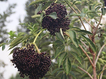 'Adams' Elderberry Layer Image