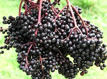 'Bob Gordon' Elderberry Layer Image