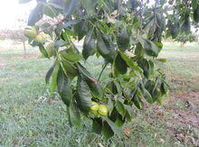 Complex Hickory Hybrid Seedling Image