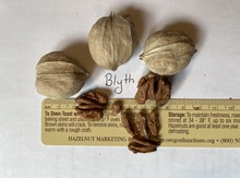 'Blyth' Shagbark Hickory Graft -NEW Image