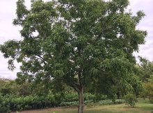 'Burtner' Northern (Persian) Walnut Image