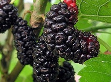 'Gerardi Dwarf' Mulberry Graft Image