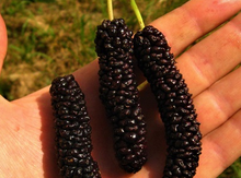 'Pakistan' Mulberry Graft Image