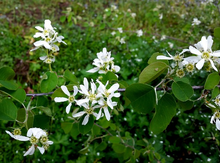 'Thiessen' Saskatoon Berry Layer Image