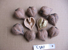 'Campbell Cw1' Heartnut on Black Walnut  Image
