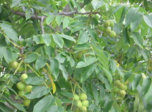 'Campbell Cw3' Heartnut on Black Walnut  Image