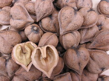 'Simcoe Heartnut Graft on Black Walnut Image
