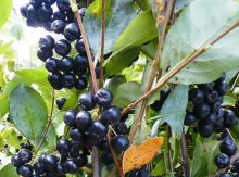 'Nero' Aronia Berry Layer Image
