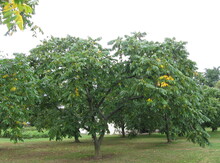 'Stealth Heartnut on Black walnut Image