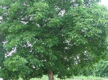 'Combe' Northern Persian Walnut on Black Walnut Image