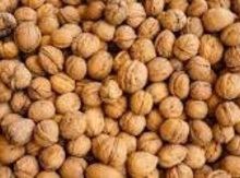 'Ames' Northern Persian Walnut on Black Walnut Image