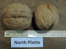'North Platte' Northern Persian Walnut on Black Walnut Image