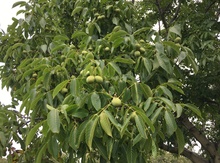 'Sejnovo' Northern Persian Walnut on Black Walnut Image