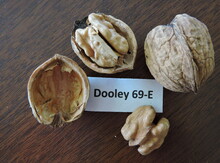 'Dooley' Hybrid Walnut on Black Walnut Image