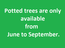 Potted Trees Image