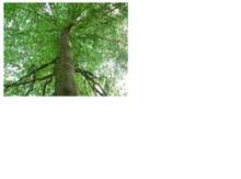European Beech Seedling Image
