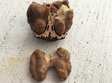 'Lakeshore' (Grimo 108H) Black Walnut Graft Image