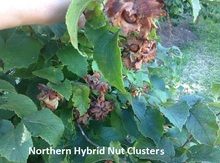 Northern Hazelnut Seeds Image