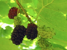 'Silk Hope' Mulberry Image
