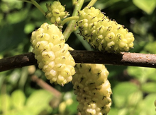 'Sweet Lavender' Mulberry Graft Image