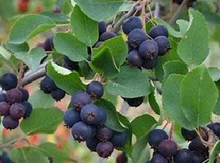 'Isaac' Saskatoon Berry Layer Image
