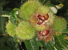 'Precose Migule' Hybrid Chestnut Graft Image