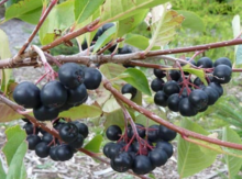 'Galicjanka' Aronia Berry Image
