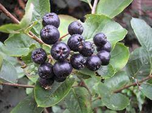 'JB30' Saskatoon Berry Image