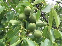 Young's B1 Northern Persian Walnut on Black Walnut Image