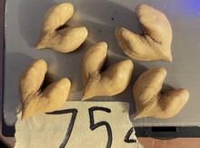 'Grimo 75' Heartnut on Black Walnut Image