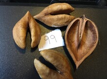 'Papple's Hope' (Grimo 99) Heartnut Graft Image
