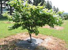 NY Hazel Seedling Image