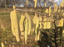 'Edward' Hazel Layer Image
