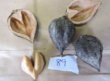 'Ernie' (Grimo 89) Heartnut Graft Image
