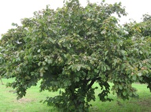 Grimo Hazel Seedling Image