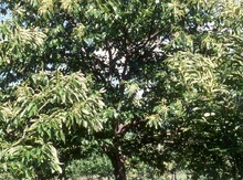'John Gordon' Chestnut Graft Image